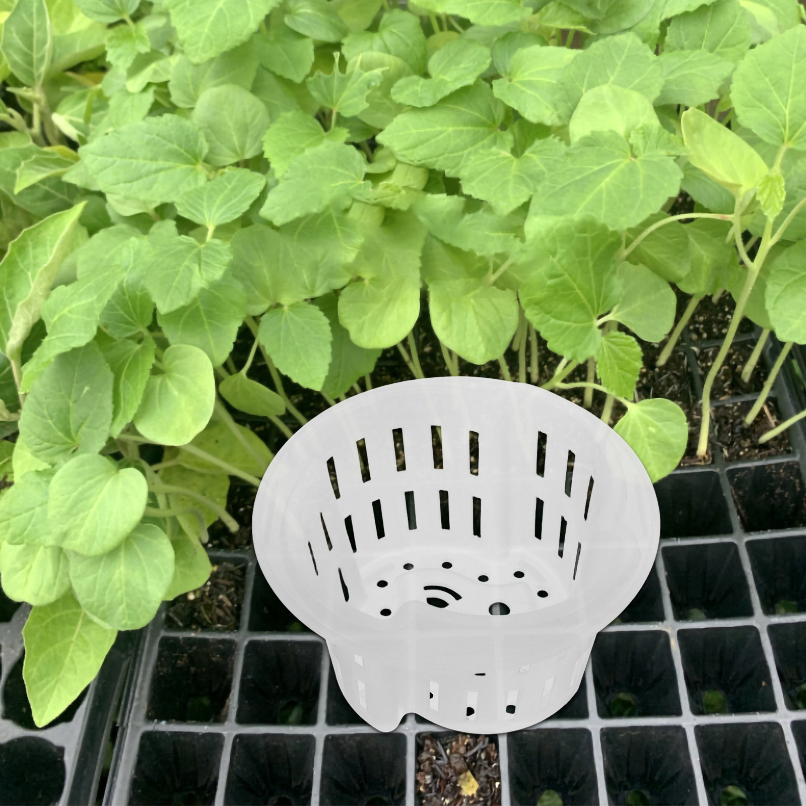 4Pcs Hydroponic Plant Pots Thi - đánh giá và giá Plant Pot